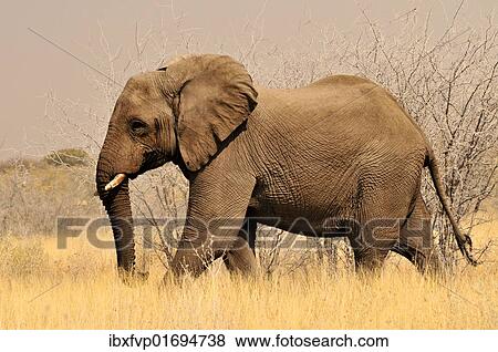 "African Bush Elephant (Loxodonta africana) in the high grass of the Etosha National Park, Namibia, Africa" View Large Photo Image Stock Photo - "African Bush Elephant (Loxodonta africana) in the high grass of the Etosha National Park, Namibia, Africa". Fotosearch