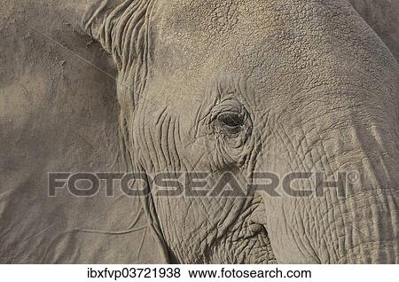 Stock Photo - "African Bush Elephant (Loxodonta africana), portrait, Amboseli National Park, Rift Valley Province, Kenya, Africa". Fotosearch