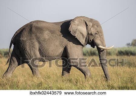 Stock Photo - "African Bush Elephant (Loxodonta africana), Mamili National Park, Caprivi Strip, Namibia, Africa". Fotosearch