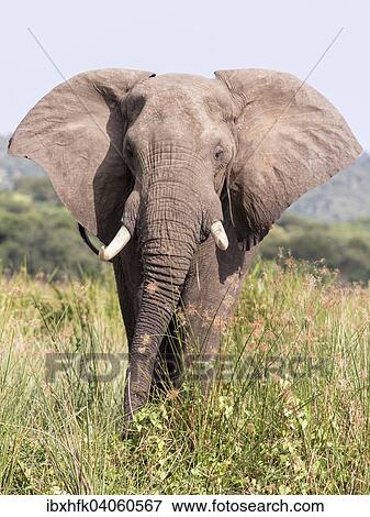 "African Bush Elephant (Loxodonta africana), Murchinson Falls National Park, Uganda, Africa" View Large Photo Image Stock Photo - "African Bush Elephant (Loxodonta africana), Murchinson Falls National Park, Uganda, Africa". Fotosearch