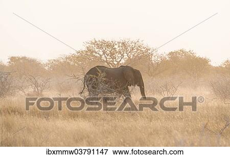 Stock Photo - "African Bush Elephant (Loxodonta africana), Etosha National Park, Namibia, Africa". Fotosearch