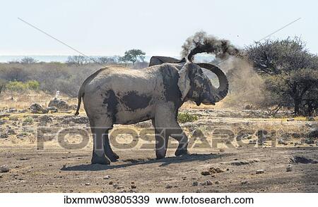 "African Bush Elephant (Loxodonta africana) taking a dust bath, Koinachas waterhole, Etosha National Park, Namibia, Africa" View Large Photo Image Stock Photo - "African Bush Elephant (Loxodonta africana) taking a dust bath, Koinachas waterhole, Etosha National Park, Namibia, Africa". Fotosearch