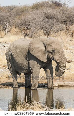 Stock Photo - "African Bush Elephant (Loxodonta africana) drinking at Koinachas Waterhole, Etosha National Park, Namibia, Africa". Fotosearch