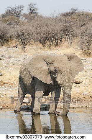 Stock Photo - "African Bush Elephant (Loxodonta africana) drinking at Koinachas Waterhole, Etosha National Park, Namibia, Africa". Fotosearch
