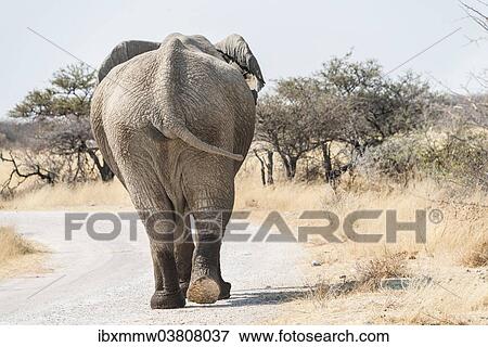 Stock Photo - "African Bush Elephant (Loxodonta africana), from behind, walking with wet feet along a road, Etosha National Park, Namibia, Africa". Fotosearch