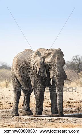 Stock Photo - "African Bush Elephant (Loxodonta africana) drinking at Tsumcor Waterhole, Etosha National Park, Namibia, Africa". Fotosearch