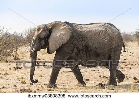 "African Bush Elephant (Loxodonta africana), Etosha National Park, Namibia, Africa" View Large Photo Image Stock Photo - "African Bush Elephant (Loxodonta africana), Etosha National Park, Namibia, Africa". Fotosearch