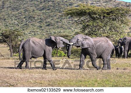 Stock Photo - "African Bush Elephant (Loxodonta africana), two young bulls fighting each other, Masai Mara National Reserve, Kenya, East Africa, Africa, PublicGround, Africa". Fotosearch