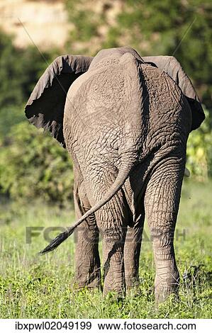 "African Bush Elephant (Loxodonta africana), rear view, Lake Manyara National Park, Tanzania, Africa" View Large Photo Image Stock Photo - "African Bush Elephant (Loxodonta africana), rear view, Lake Manyara National Park, Tanzania, Africa". Fotosearch