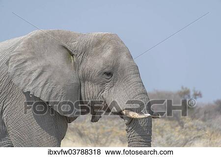"African Bush Elephant (Loxodonta africana), portrait, Etosha National Park, Namibia, Africa" View Large Photo Image Stock Photo - "African Bush Elephant (Loxodonta africana), portrait, Etosha National Park, Namibia, Africa". Fotosearch