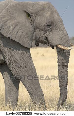 "African Bush Elephant (Loxodonta africana), Etosha National Park, Namibia, Africa" View Large Photo Image Stock Photo - "African Bush Elephant (Loxodonta africana), Etosha National Park, Namibia, Africa". Fotosearch