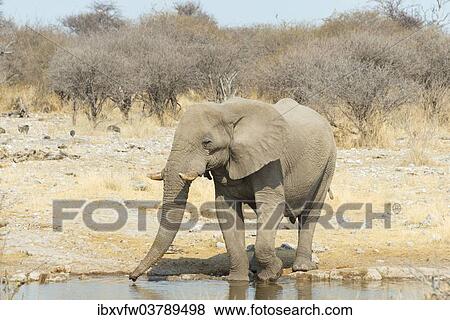 "African Bush Elephant (Loxodonta africana), drinking, Koinachas Waterhole, Etosha National Park, Namibia, Africa" View Large Photo Image Stock Photo - "African Bush Elephant (Loxodonta africana), drinking, Koinachas Waterhole, Etosha National Park, Namibia, Africa". Fotosearch