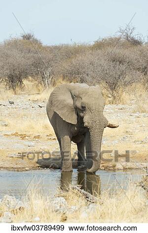 "African Bush Elephant (Loxodonta africana), drinking, Koinachas Waterhole, Etosha National Park, Namibia, Africa" View Large Photo Image Stock Photo - "African Bush Elephant (Loxodonta africana), drinking, Koinachas Waterhole, Etosha National Park, Namibia, Africa". Fotosearch