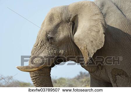 "African Bush Elephant (Loxodonta africana), portrait, Etosha National Park, Namibia, Africa" View Large Photo Image Stock Photo - "African Bush Elephant (Loxodonta africana), portrait, Etosha National Park, Namibia, Africa". Fotosearch