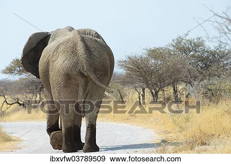 "African Bush Elephant (Loxodonta africana), from behind, with wet feet, walking along a road, Etosha National Park, Namibia, Africa" View Large Photo Image Stock Photo - "African Bush Elephant (Loxodonta africana), from behind, with wet feet, walking along a road, Etosha National Park, Namibia, Africa". Fotosearch