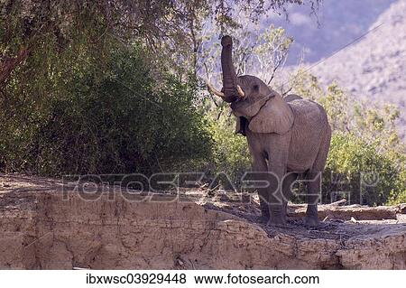 "African Bush Elephant (Loxodonta africana) feeding, Hoarusib, Damaraland, Namibia, Africa" View Large Photo Image Stock Photo - "African Bush Elephant (Loxodonta africana) feeding, Hoarusib, Damaraland, Namibia, Africa". Fotosearch
