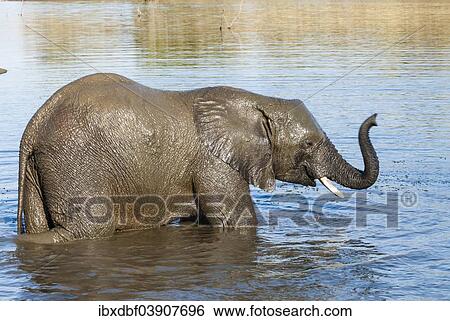 "African Bush Elephant (Loxodonta africana) bathing in mud, Mpumalanga Province, South Africa, Africa" View Large Photo Image Stock Photograph - "African Bush Elephant (Loxodonta africana) bathing in mud, Mpumalanga Province, South Africa, Africa". Fotosearch