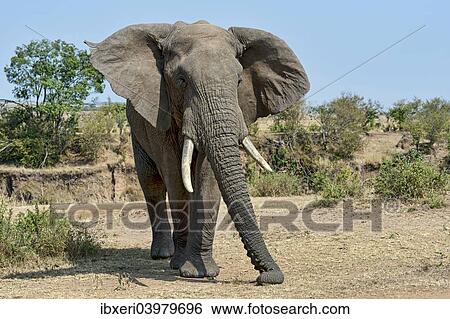 Stock Photograph - "African Bush Elephant (Loxodonta africana), Maasai Mara National Reserve, Kenya, Africa". Fotosearch