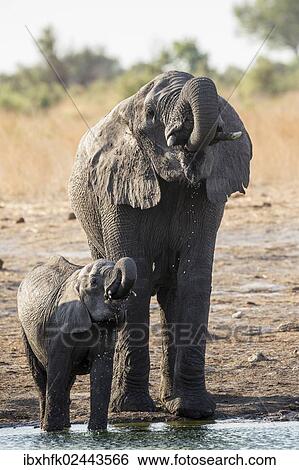 "African Bush Elephant (Loxodonta africana) with a calf, Khaudum National Park, Namibia, Africa" View Large Photo Image Stock Photograph - "African Bush Elephant (Loxodonta africana) with a calf, Khaudum National Park, Namibia, Africa". Fotosearch