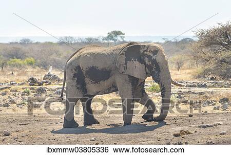 Stock Photograph - "African Bush Elephant (Loxodonta africana) taking a dust bath, Koinachas waterhole, Etosha National Park, Namibia, Africa". Fotosearch
