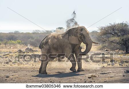 "African Bush Elephant (Loxodonta africana) taking a dust bath, Koinachas waterhole, Etosha National Park, Namibia, Africa" View Large Photo Image Stock Photograph - "African Bush Elephant (Loxodonta africana) taking a dust bath, Koinachas waterhole, Etosha National Park, Namibia, Africa". Fotosearch
