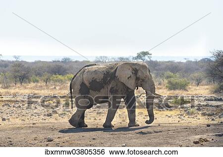 "African Bush Elephant (Loxodonta africana), Koinachas waterhole, Etosha National Park, Namibia, Africa" View Large Photo Image Stock Photograph - "African Bush Elephant (Loxodonta africana), Koinachas waterhole, Etosha National Park, Namibia, Africa". Fotosearch