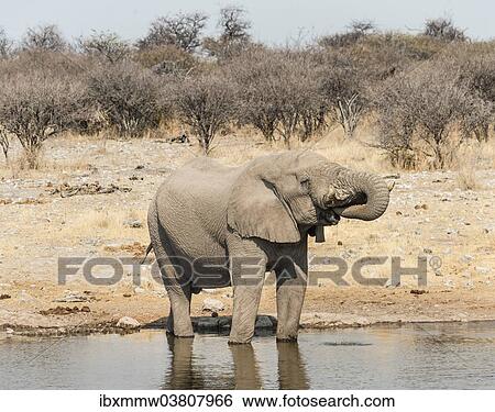 "African Bush Elephant (Loxodonta africana) drinking at Koinachas Waterhole, Etosha National Park, Namibia, Africa" View Large Photo Image Stock Photograph - "African Bush Elephant (Loxodonta africana) drinking at Koinachas Waterhole, Etosha National Park, Namibia, Africa". Fotosearch