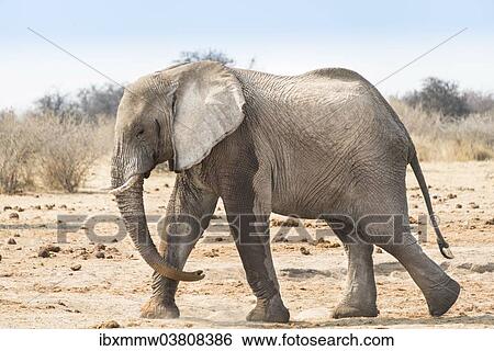 "African Bush Elephant (Loxodonta africana), Etosha National Park, Namibia, Africa" View Large Photo Image Stock Photograph - "African Bush Elephant (Loxodonta africana), Etosha National Park, Namibia, Africa". Fotosearch