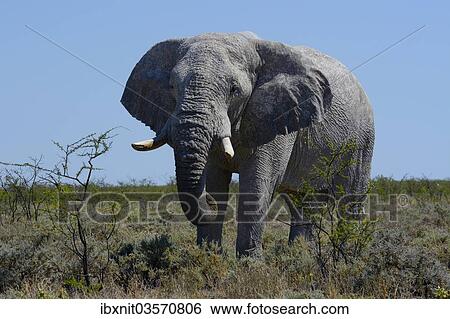 "African Bush Elephant (Loxodonta africana), Etosha National Park, Namibia, Africa" View Large Photo Image Stock Photograph - "African Bush Elephant (Loxodonta africana), Etosha National Park, Namibia, Africa". Fotosearch