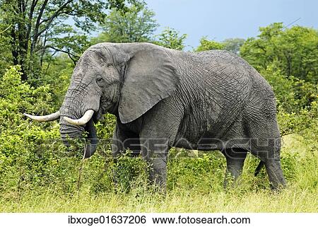 Stock Photograph - "African Bush Elephant (Loxodonta africana) during feeding, near the Khwai River, Okavango Delta, Botswana, Africa". Fotosearch