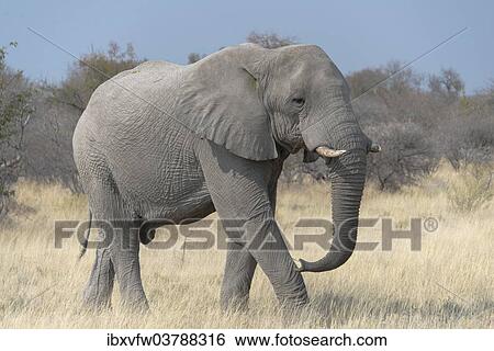 "African Bush Elephant (Loxodonta africana), Etosha National Park, Namibia, Africa" View Large Photo Image Stock Photograph - "African Bush Elephant (Loxodonta africana), Etosha National Park, Namibia, Africa". Fotosearch