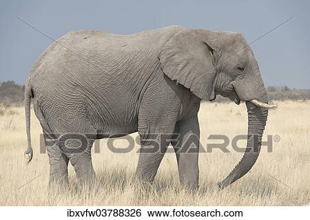 "African Bush Elephant (Loxodonta africana), Etosha National Park, Namibia, Africa" View Large Photo Image Stock Photograph - "African Bush Elephant (Loxodonta africana), Etosha National Park, Namibia, Africa". Fotosearch