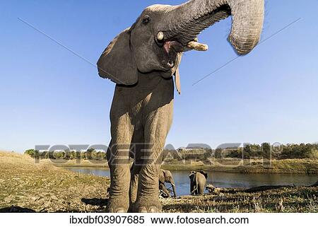 "African Bush Elephant (Loxodonta africana), Mpumalanga Province, South Africa, Africa" View Large Photo Image Stock Photography - "African Bush Elephant (Loxodonta africana), Mpumalanga Province, South Africa, Africa". Fotosearch