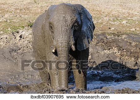 "African Bush Elephant (Loxodonta africana) bathing in mud, Mpumalanga Province, South Africa, Africa" View Large Photo Image Stock Photography - "African Bush Elephant (Loxodonta africana) bathing in mud, Mpumalanga Province, South Africa, Africa". Fotosearch