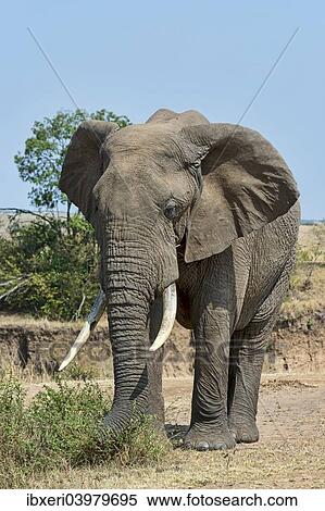 "African Bush Elephant (Loxodonta africana), Maasai Mara National Reserve, Kenya, Africa" View Large Photo Image Stock Photography - "African Bush Elephant (Loxodonta africana), Maasai Mara National Reserve, Kenya, Africa". Fotosearch