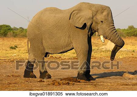 Stock Photography - "African Bush Elephant (Loxodonta africana), bull elephant standing with its legs crossed and its trunk twisted, Savuti National Park, Botswana, Africa". Fotosearch