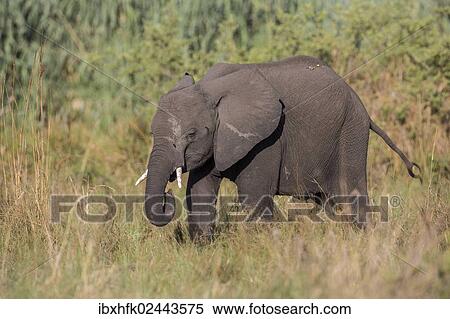 Stock Photography - "African Bush Elephant (Loxodonta africana), Mamili National Park, Caprivi Strip, Namibia, Africa". Fotosearch