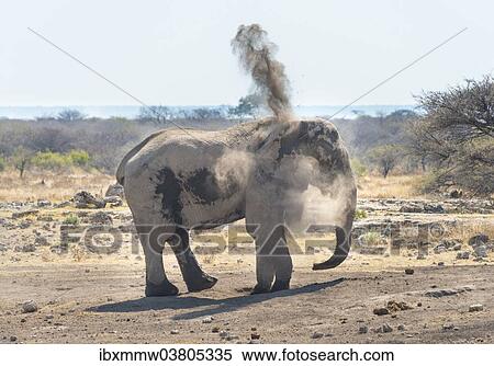"African Bush Elephant (Loxodonta africana) taking a dust bath, Koinachas waterhole, Etosha National Park, Namibia, Africa" View Large Photo Image Stock Photography - "African Bush Elephant (Loxodonta africana) taking a dust bath, Koinachas waterhole, Etosha National Park, Namibia, Africa". Fotosearch