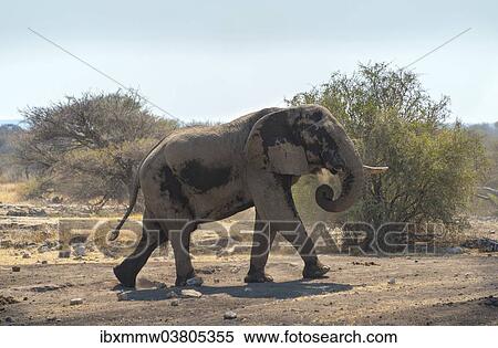 "African Bush Elephant (Loxodonta africana), Koinachas waterhole, Etosha National Park, Namibia, Africa" View Large Photo Image Stock Photography - "African Bush Elephant (Loxodonta africana), Koinachas waterhole, Etosha National Park, Namibia, Africa". Fotosearch