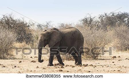 "African Bush Elephant (Loxodonta africana), marching, Etosha National Park, Namibia, Africa" View Large Photo Image Stock Photography - "African Bush Elephant (Loxodonta africana), marching, Etosha National Park, Namibia, Africa". Fotosearch