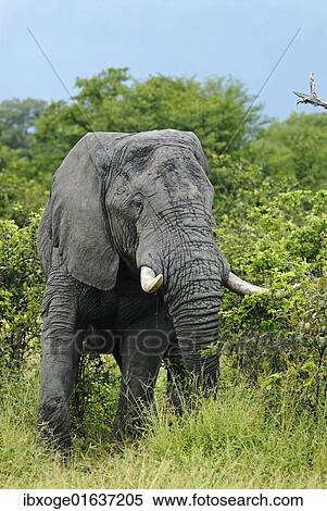 Stock Photography - "African Bush Elephant (Loxodonta africana) during feeding, near the Khwai River, Okavango Delta, Botswana, Africa". Fotosearch