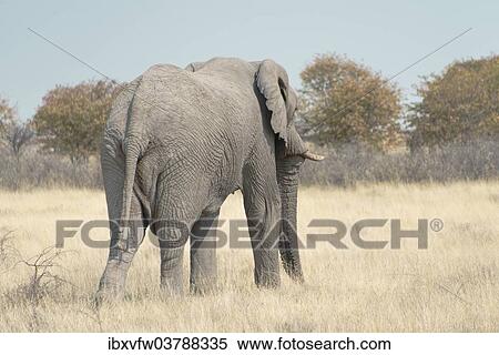 "African Bush Elephant (Loxodonta africana), Etosha National Park, Namibia, Africa" View Large Photo Image Stock Photography - "African Bush Elephant (Loxodonta africana), Etosha National Park, Namibia, Africa". Fotosearch