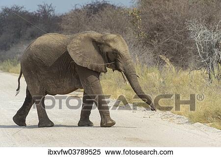 "African Bush Elephant (Loxodonta africana) crossing a road, Etosha National Park, Namibia, Africa" View Large Photo Image Stock Photography - "African Bush Elephant (Loxodonta africana) crossing a road, Etosha National Park, Namibia, Africa". Fotosearch