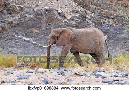"African Bush Elephant or Savanna Elephant (Loxodonta africana) walking in the dry Ugab river, Damaraland, Namibia, Africa" View Large Photo Image Picture - "African Bush Elephant or Savanna Elephant (Loxodonta africana) walking in the dry Ugab river, Damaraland, Namibia, Africa". Fotosearch