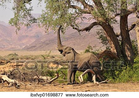"African Bush Elephant or Savanna Elephant (Loxodonta africana) standing in the dry Huab river, Damaraland, Nambia, Africa" View Large Photo Image Stock Photo - "African Bush Elephant or Savanna Elephant (Loxodonta africana) standing in the dry Huab river, Damaraland, Nambia, Africa". Fotosearch