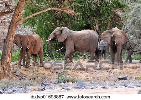 "African Bush Elephant or Savanna Elephant (Loxodonta africana) walking in the dry Ugab river, Damaraland, Namibia, Afrika, Africa" View Large Photo Image Stock Photo - "African Bush Elephant or Savanna Elephant (Loxodonta africana) walking in the dry Ugab river, Damaraland, Namibia, Afrika, Africa". Fotosearch