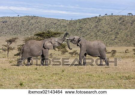 "African Bush Elephants (Loxodonta africana), two young bulls fighting each other, Masai Mara National Reserve, Kenya, East Africa, Africa, PublicGround, Africa" View Large Photo Image Picture - "African Bush Elephants (Loxodonta africana), two young bulls fighting each other, Masai Mara National Reserve, Kenya, East Africa, Africa, PublicGround, Africa". Fotosearch