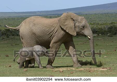 "African Bush Elephants (Loxodonta africana), adult with young, 2 days, Addo Elephant National Park, Eastern Cape, South Africa, Africa" View Large Photo Image Picture - "African Bush Elephants (Loxodonta africana), adult with young, 2 days, Addo Elephant National Park, Eastern Cape, South Africa, Africa". Fotosearch