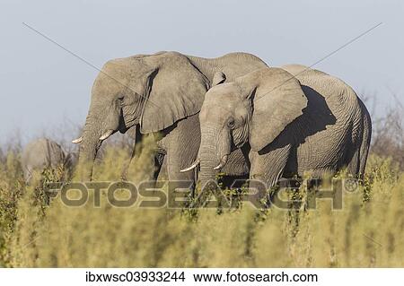 "African Bush Elephants (Loxodonta africana), Etosha National Park, Namibia, Africa" View Large Photo Image Picture - "African Bush Elephants (Loxodonta africana), Etosha National Park, Namibia, Africa". Fotosearch