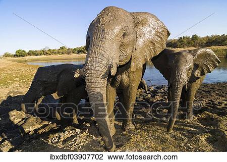 "African Bush Elephants (Loxodonta africana) bathing in mud, Mpumalanga Province, South Africa, Africa" View Large Photo Image Stock Image - "African Bush Elephants (Loxodonta africana) bathing in mud, Mpumalanga Province, South Africa, Africa". Fotosearch